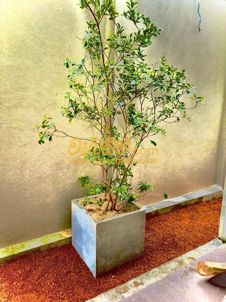 Indoor Plants in Colombo