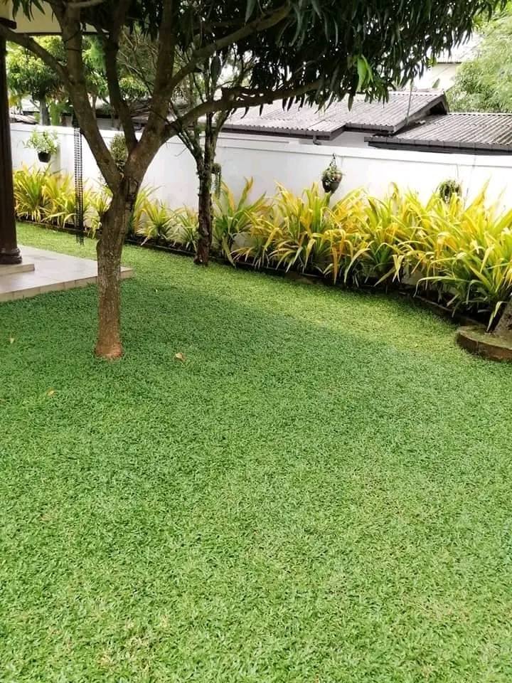 Malaysian grass supplier in sri lanka