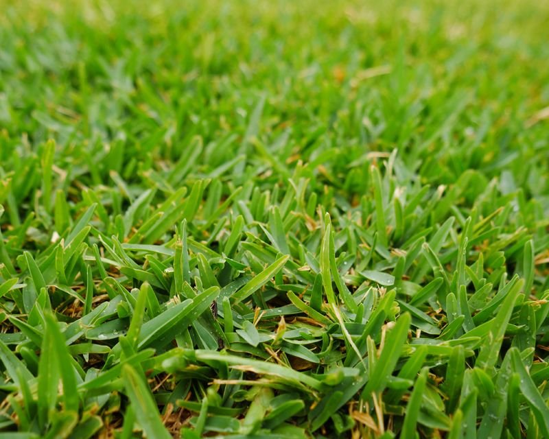 Buffalo grass suppliers Rajagiriya