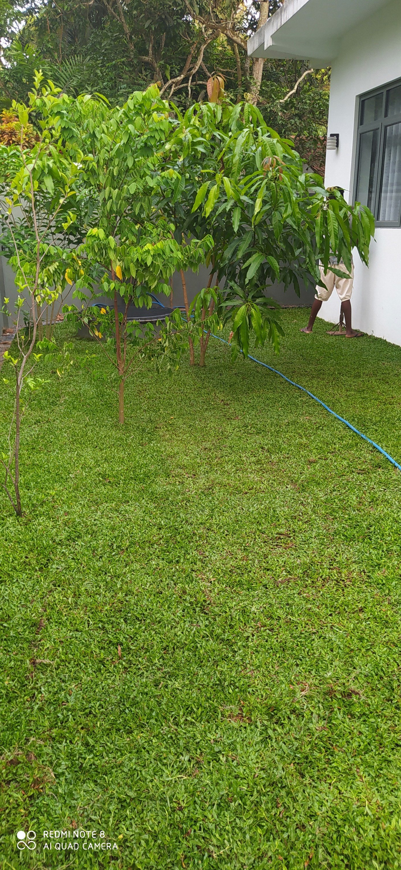 Other image 202508/australian-grass-suppliers-in-negombo-wedabima-0c28fc502b.jpg