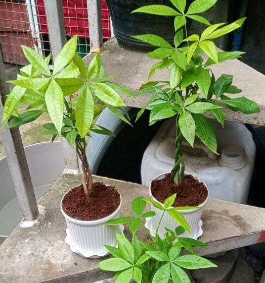 Other image 202508/outdoor-plant-sale-price-in-colombo-wedabima-ee4a821a85.png