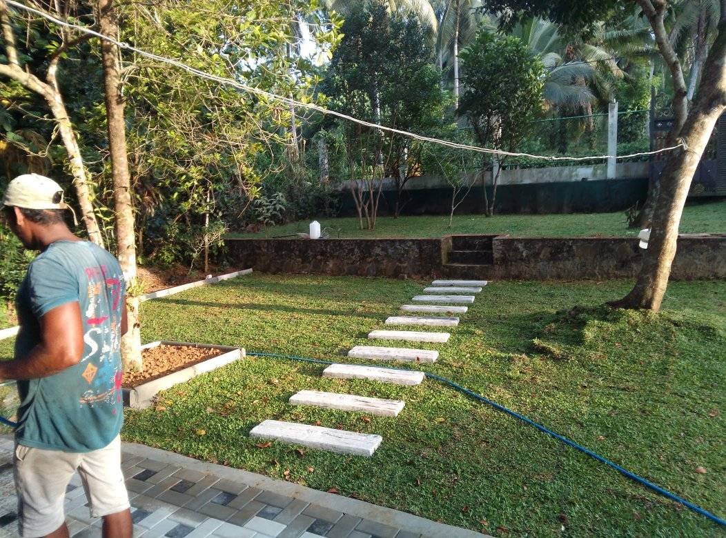Other image 202510/australian-grass-fixing-kotte-wedabima-04c3e46fa7.jpg