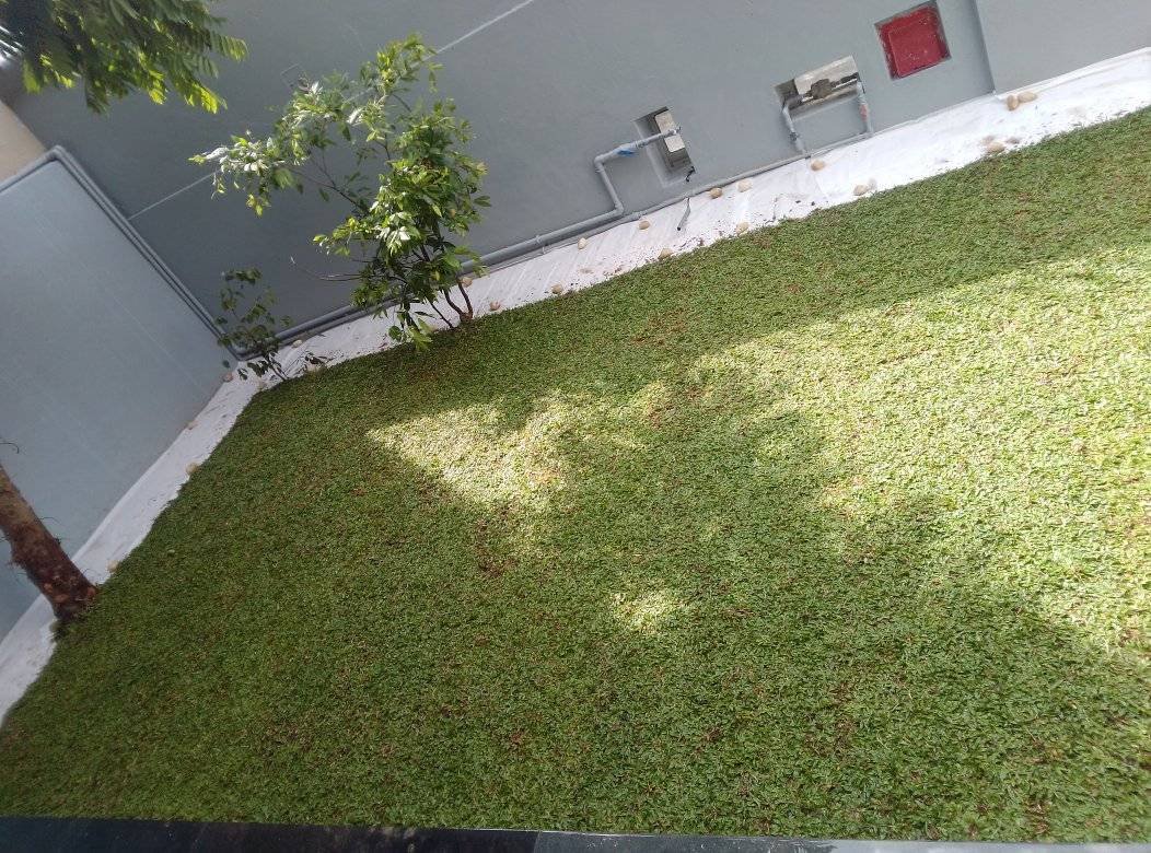 Other image 202510/australian-grass-fixing-kotte-wedabima-dd5f62f0db.jpg