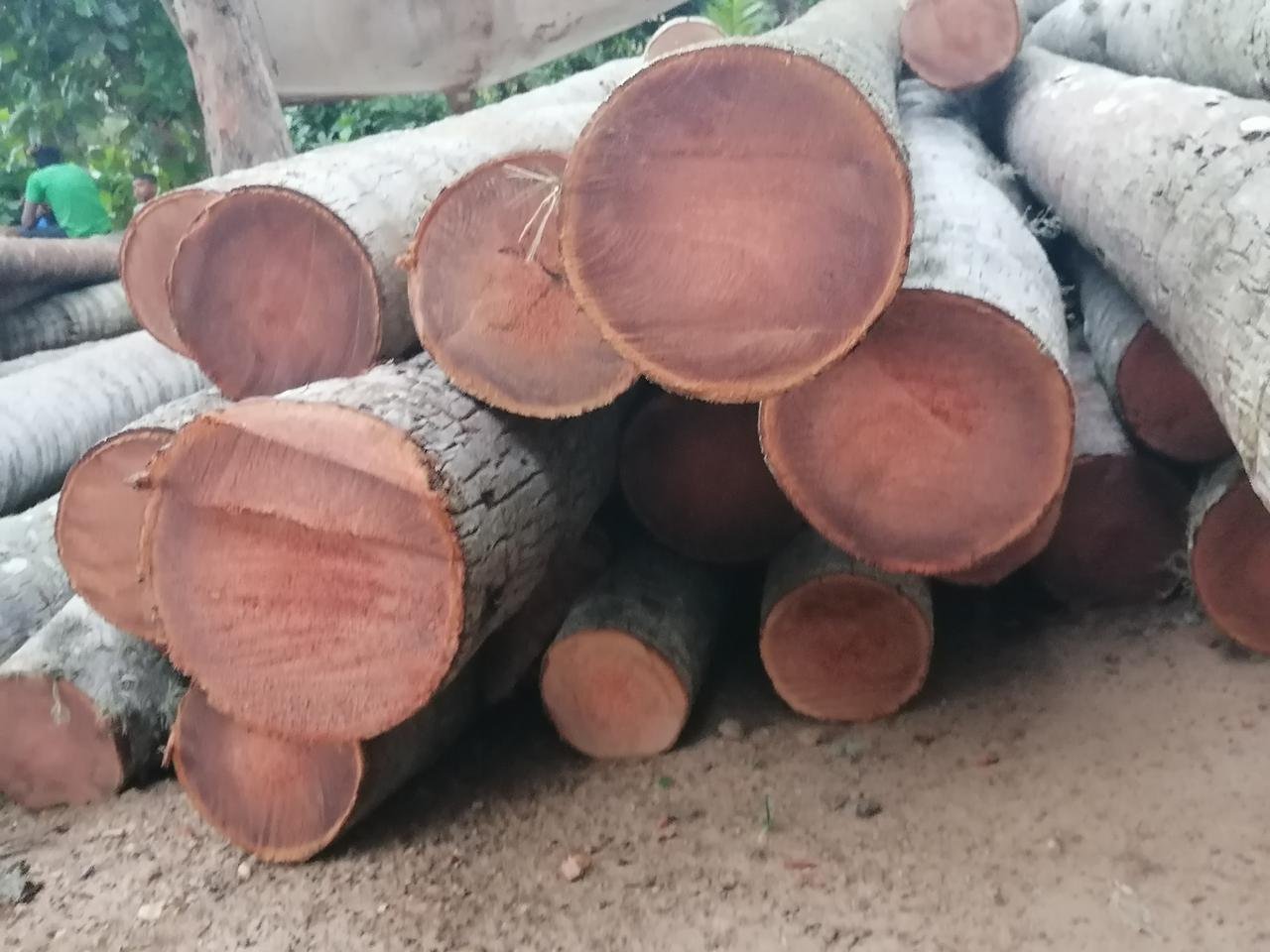 Other image 202510/coconut-timber-price-in-narammala-wedabima-e987118044.jpeg